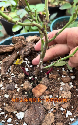 家庭养花用生根粉