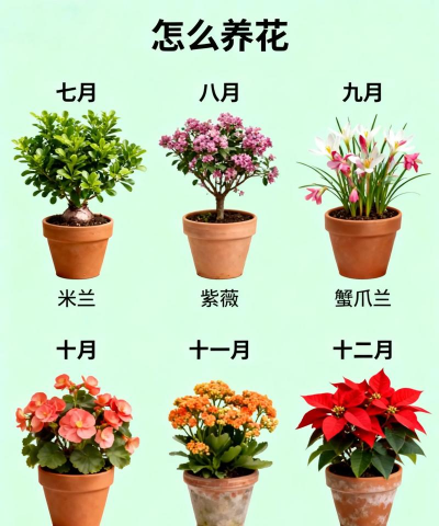 家庭养花用生根粉