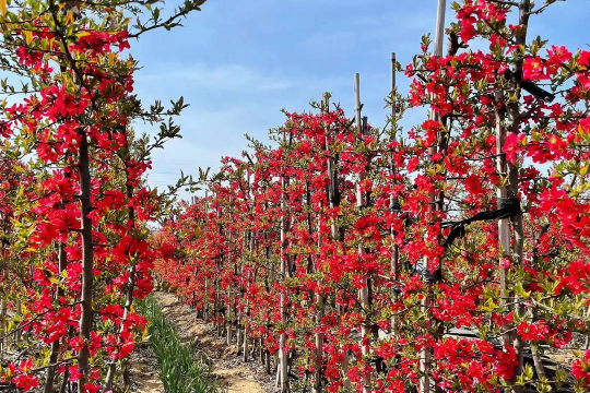 贴梗海棠可以用什么土养