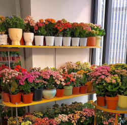 家庭养花用生根粉