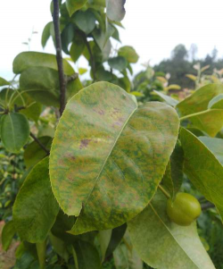 速生杨早期落叶的症状与原因