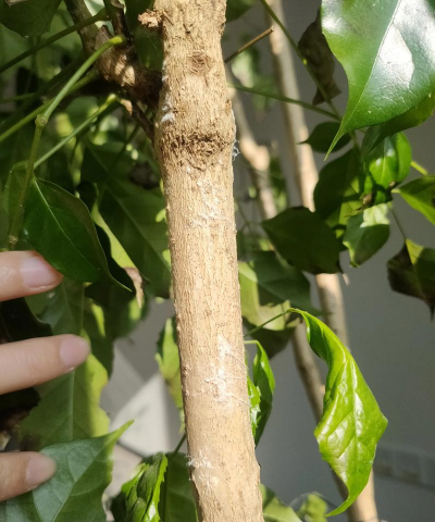 幸福树皮白怎么回事