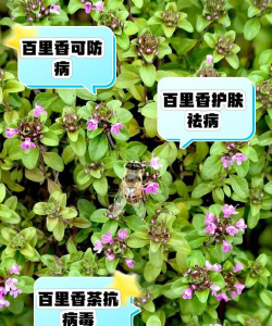 百里香有什么做用