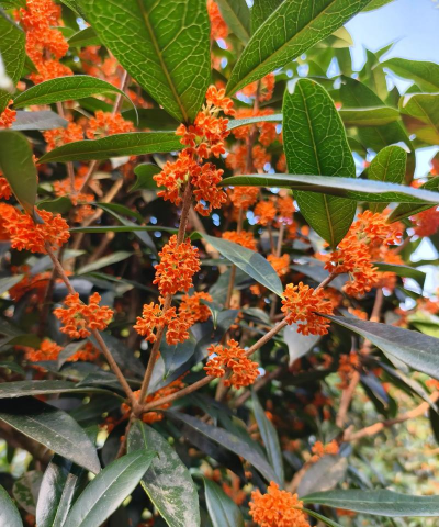 八月开黄花的是什么桂花