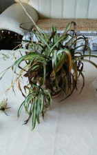 绿化景观设计，提升环境品质，创造宜人空间