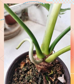 玫瑰花怎么养才不会枯萎，掌握浇水施肥技巧，轻松延长花期