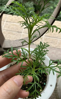 家庭养花用生根粉