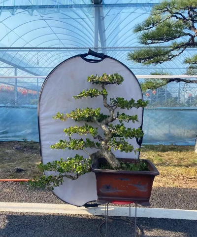 瓜子黄杨盆景的制作与养护