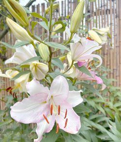 绿化景观设计，提升环境品质，创造宜人空间