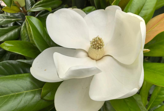 像荷花一样的玉兰叫什么