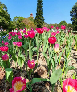 仙湖植物园4月有什么花