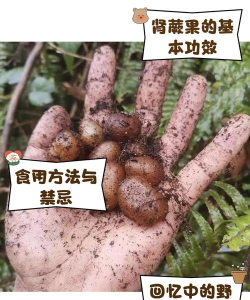 长叶肾蕨果子有什么用途