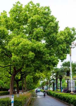 马鞍山市市树是什么