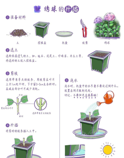 家庭养花用生根粉