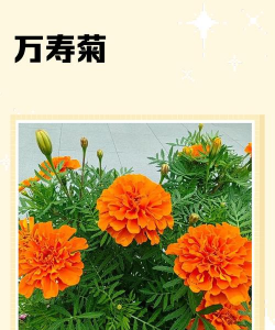 万寿菊又叫什么花
