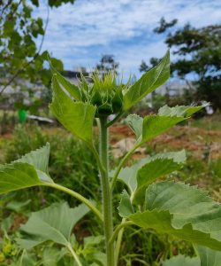 向日葵的枝叶是什么样子