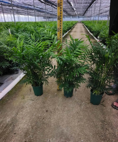 秀珍椰子树用什么土好