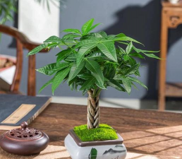 发财树盆底放什么旺财