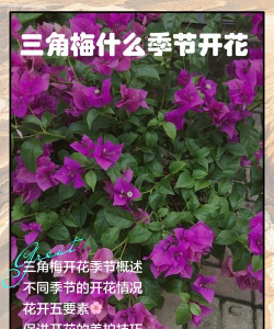 三角梅花期什么季节种