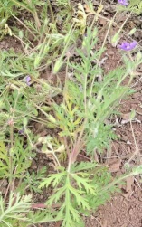 老鹳嘴草是什么样的