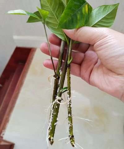 家庭养花用生根粉