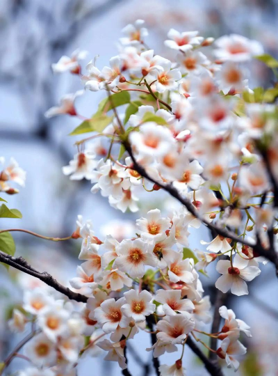 油桐树的花是什么样子