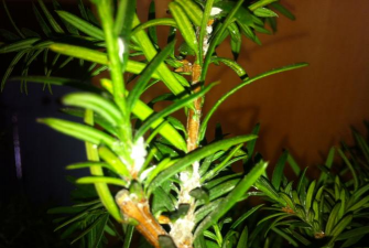 家庭养花用生根粉