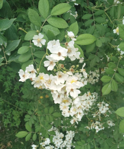 野山木香开什么样的花