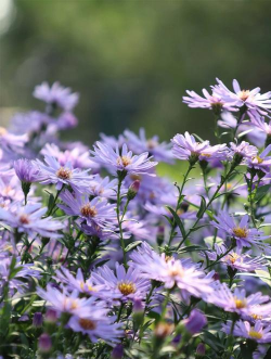 紫菀开的花是什么样的