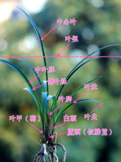 兰花叶子是纵的叫什么兰