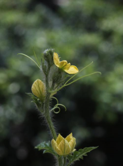 西瓜花是一种什么花好看