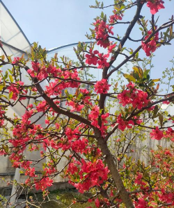 贴梗海棠的叶子怎么认