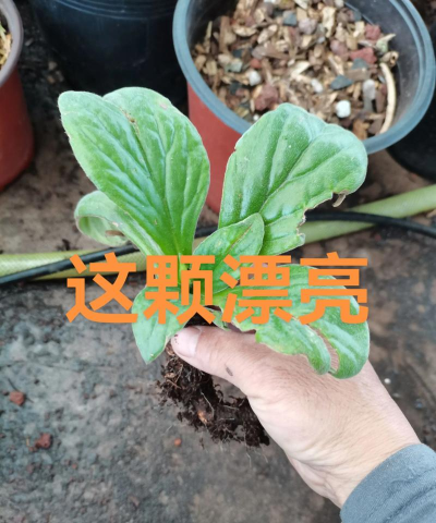 岩白菜怎么养长的快