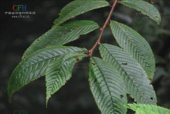 灰叶稠李属于什么科