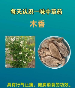 木香花叶子发枯用什么药