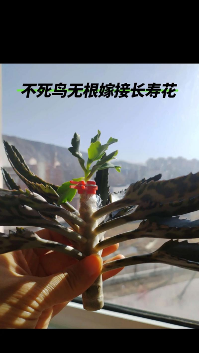 家庭养花用生根粉