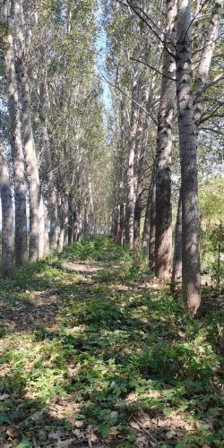 速生杨一次栽培多次采伐