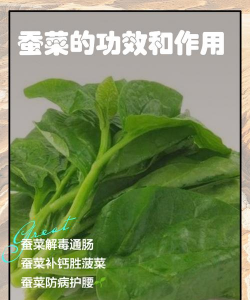 蚕菜怎么养