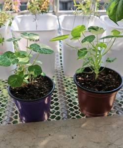 旱金莲小苗是什么样子