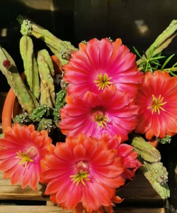 不长刺的仙人掌是什么花