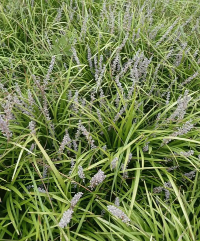 比麦冬草更好的是什么草