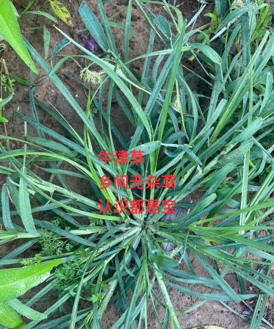 千金草是什么样子的