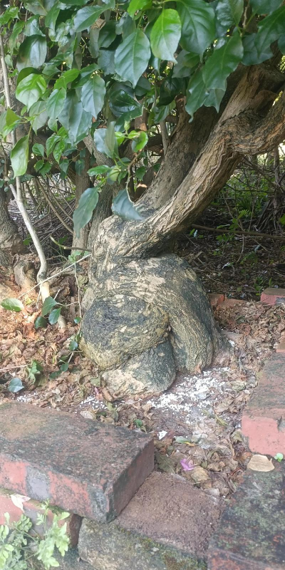 野生三角梅靠什么繁殖