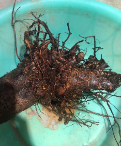 家庭养花用生根粉