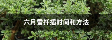 六月雪怎么插字