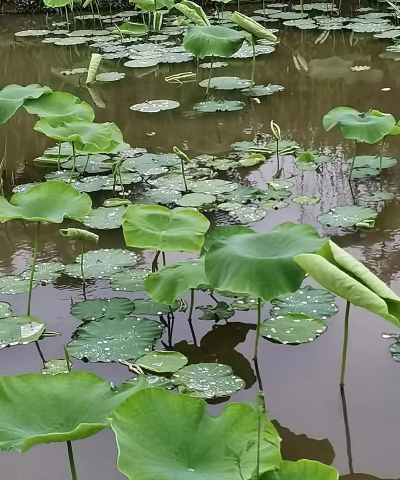 长出来荷叶怎么了