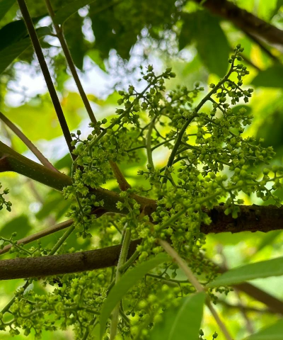 野生漆树的花长什么样