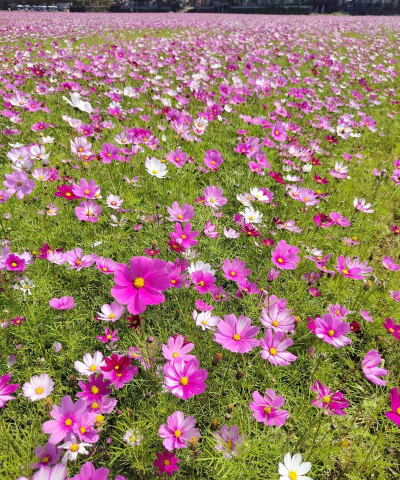 格桑花在内地叫什么花