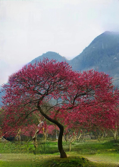 什么样的花和树最耐寒