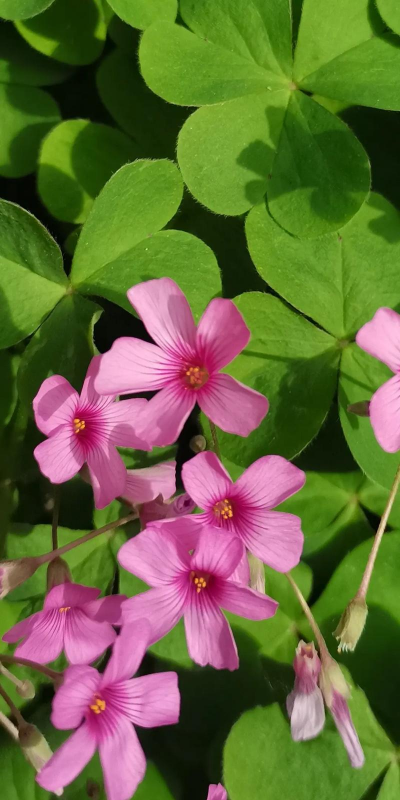 三叶草花有什么色